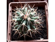 Ferocactus emoryi