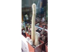 CLEISTOCACTUS jujuyensis VG-588