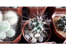 GLANDULICACTUS uncinatus