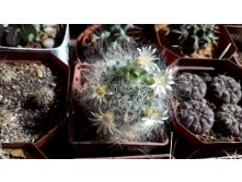 Mammillaria bocasana