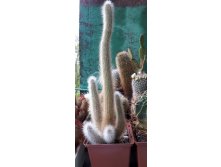 CLEISTOCACTUS jujuyensis VG-588