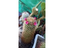 Mammillaria backebergiana