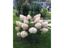   (Hydrangea paniculata Phantom) C3 70-100, 729 