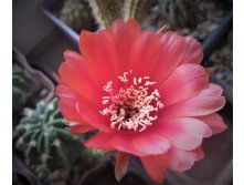 Echinopsis obrepanda VZ 129