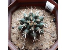 GYMNOCALYCIUM friedrichii