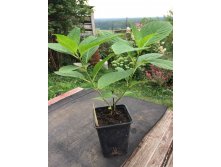 Endless Summer, 250,  1 