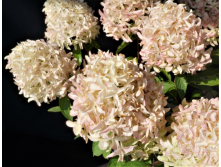   (Hydrangea paniculata Skyfall) C1