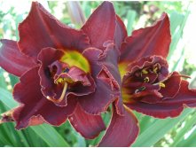 5b5f297886eb1 highland lord 1.jpg