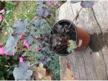 World Cafe Espresso 160, 1 