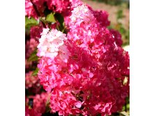  .   ('FRAISE MELBA) 3, 3 