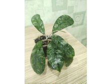 Hoya Sp. SR 2012-017 Corneri