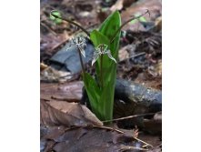 C Scoliopus bigelovii.jpg