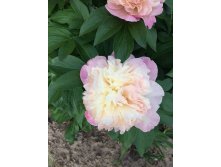 Photo 2021-06-07 17-32-11.jpg