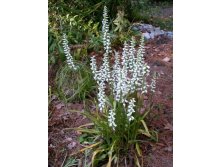 Spiranthes Chadd-s Ford.jpg