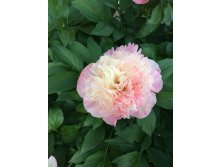 Photo 2021-06-07 17-31-35.jpg