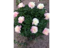 Photo 2021-06-07 17-32-12.jpg