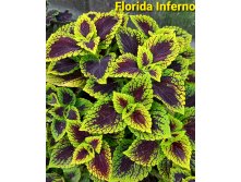 Florida Inferno - 100 руб.