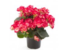 11- Ilona Collection Peggy