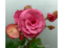 7-Berseba Pink