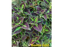 Колеус Bonnie Gold (вариант) - 100 руб.