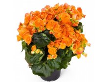 16 Ilona Collection Amber Stone