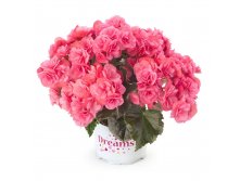 1- Special Collection Dragone