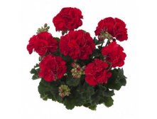   Toscana Castello Dark Red
