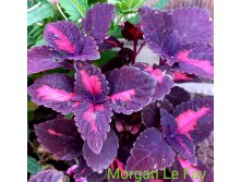 Morgan Le Fay - 100 .