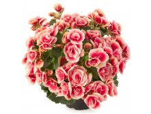 4- Barkos Collection Borias