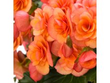 5- BK Collection Esmay Peach