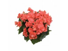 3 Barkos Collection Binos Pink