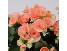 6- Ilona Collection Nicole Stone