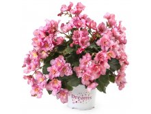 20- BK Collection Glory Pink