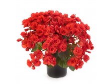 22- Ilona Collection Veronic