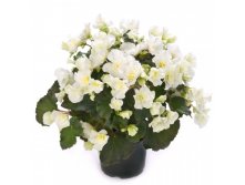 9 BK Collection Glory White