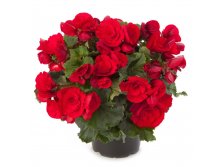 14- Barkos Collection Berseba Red