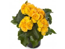 18- Ilona Collection Yellow Stone