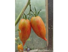 Розовый фламинго полосатый