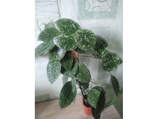 EPC-997 Hoya acuta, stable pink spot splash on cordate leaves (heart shape)