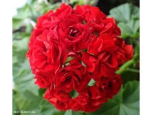 Пеларгония розебудная Rosebud Red - 150р фото из инета
