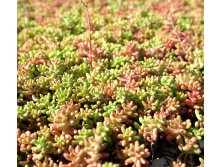   CORAL CARPET.jpg