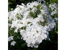   White Sparr .jpg