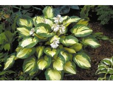 1Hosta Great Expectations.jpg