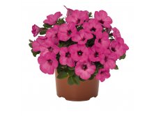 122  Sweetunia Pinkalicious