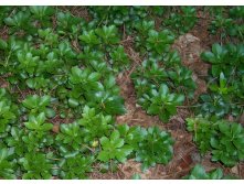   GREEN CARPET  1.jpg