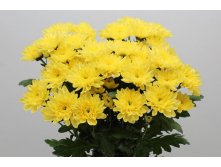  Baltica Yellow  .jpg