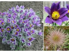   BELLS VIOLET.jpg