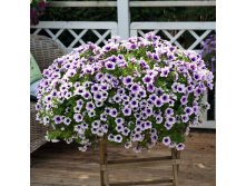 70  Sweetunia Purple Spotlight