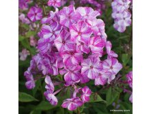   FRECKLE&#174;   FRECKLE&#174; PURPLE SHADES.jpg