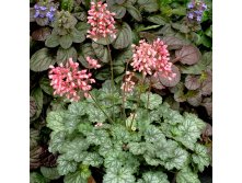  LITTLE CUTIE PEPPERMINT   1.jpg